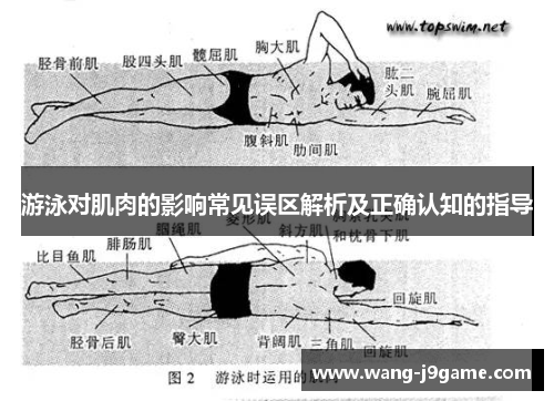 游泳对肌肉的影响常见误区解析及正确认知的指导